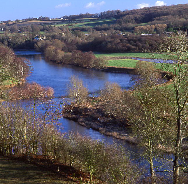Bronydd